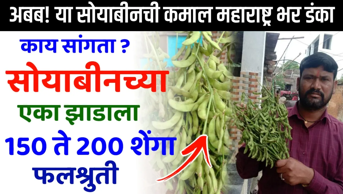 Soybean Plant in Maharashtra