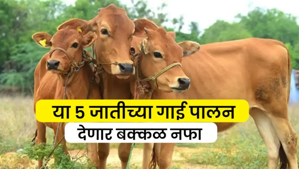 Top 5 Indian Breeds of Desi Cows