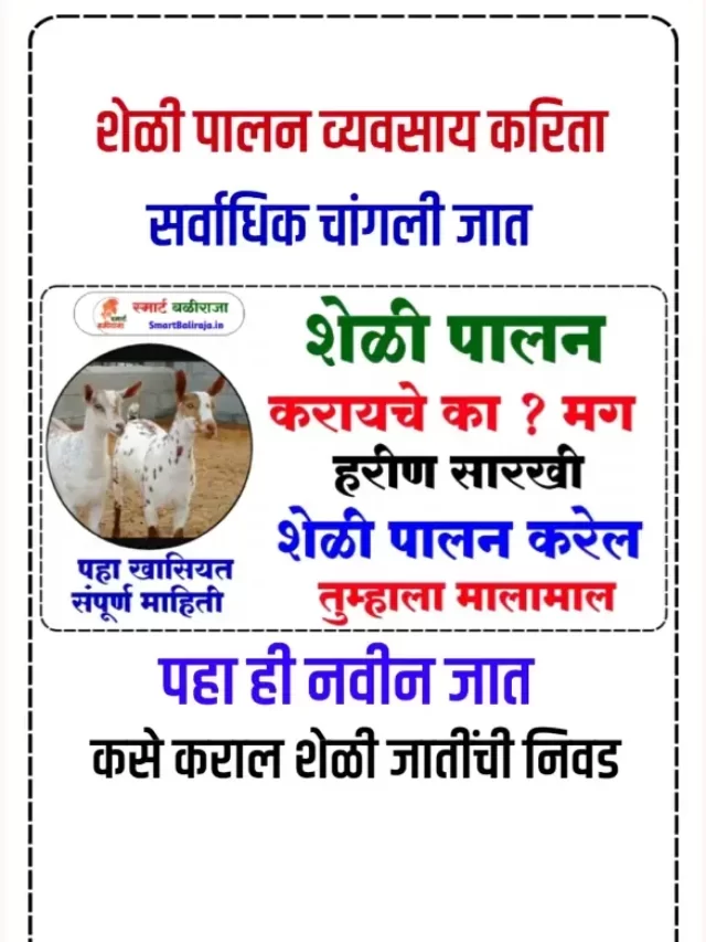या जातींची शेळी ठरेल शेळी पालनाला वरदान ? जाणून घ्या खासियत ? | Barbari Goat Farming Information | Barbari Goat